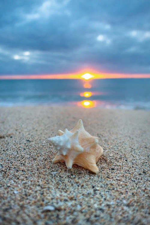 Pastel Shell Dawn Vert