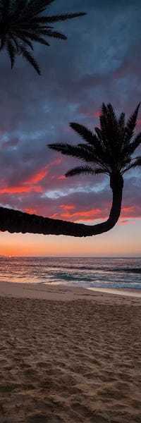 Oahu: Paumalu Palm I by Sean Davey