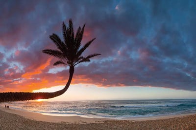 Paumalu Palm II by Sean Davey framed canvas print