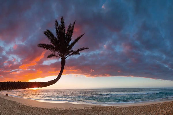 Oahu: Paumalu Palm II by Sean Davey