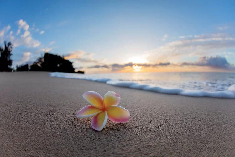 Plumeria Foam