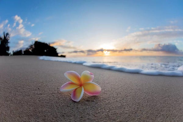 Hawaii: Plumeria Foam by Sean Davey