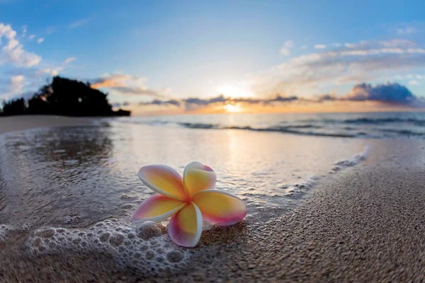 Hawaii: Plumeria Shore by Sean Davey