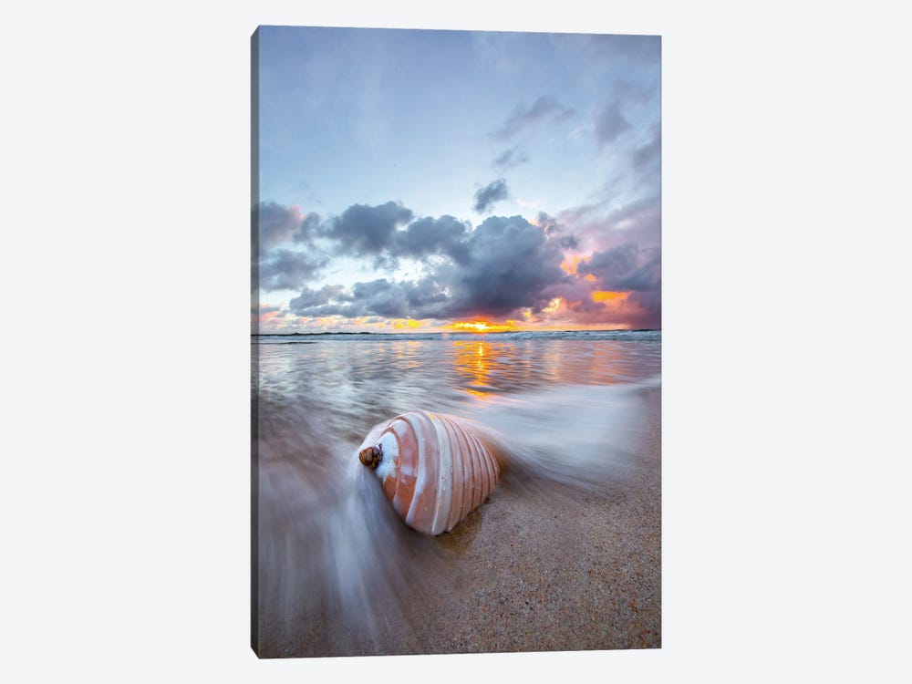 Ribbed Shell Pastels by Sean Davey 1-piece Canvas Art Print