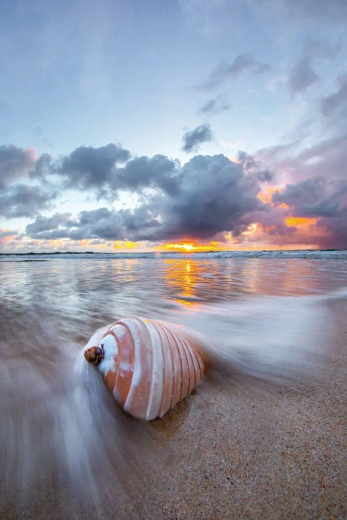 Ribbed Shell Pastels