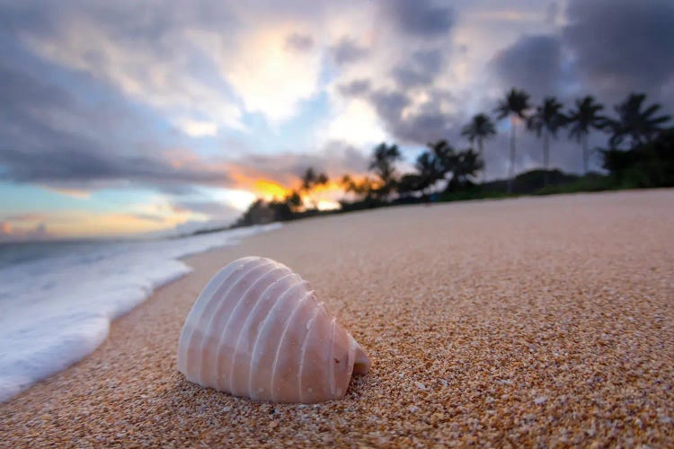 Ribbed Shell Sunrise