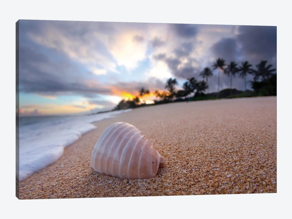 Ribbed Shell Sunrise by Sean Davey 1-piece Canvas Wall Art