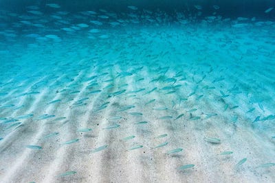 Sand Ripple Fish by Sean Davey canvas print