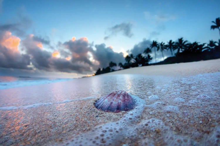 Shell Foam by Sean Davey wall art
