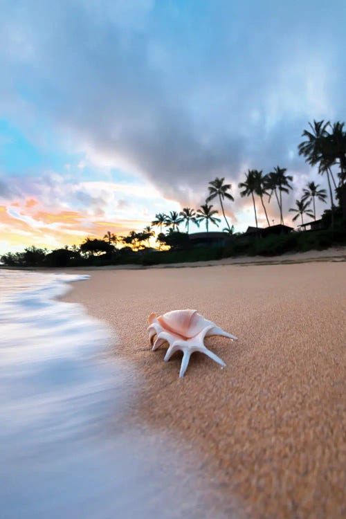 Shell Foam Pastels by Sean Davey wall art
