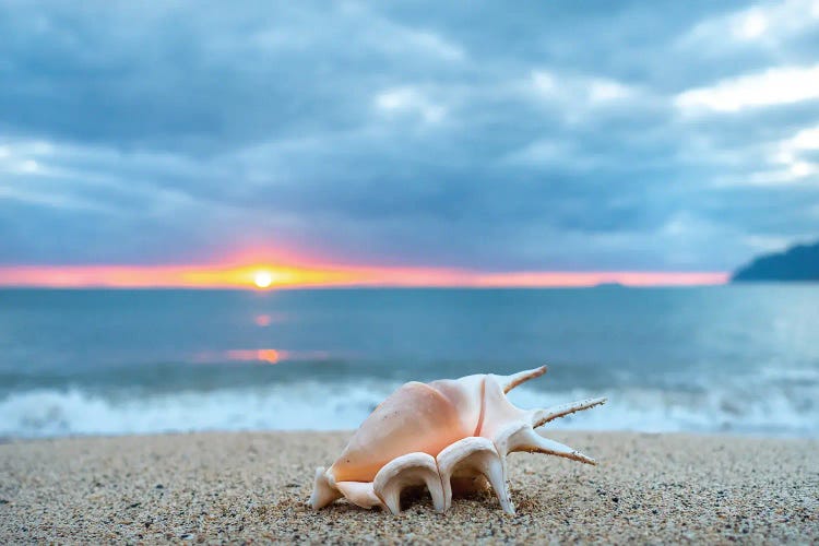 Shell High Five by Sean Davey wall art