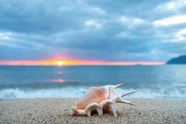 Shell High Five
