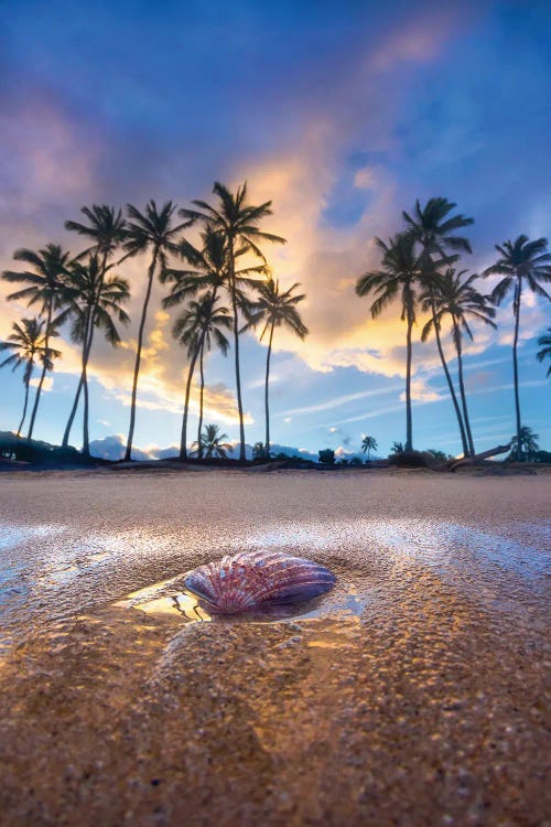 Shell Palms by Sean Davey wall art