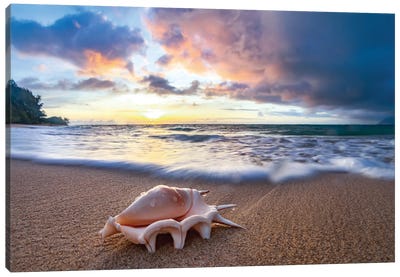 Shell Sea Drops Canvas Art Print - Sean Davey