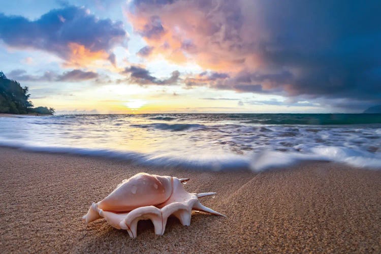 Shell Sea Drops by Sean Davey wall art