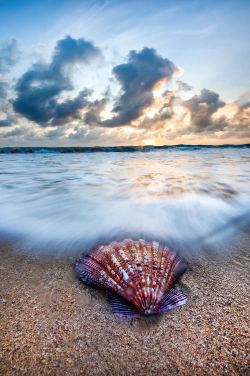 Shell Sunrise by Sean Davey wall art