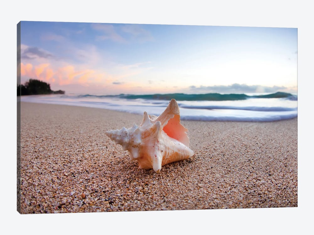 Shell Surprise by Sean Davey 1-piece Canvas Wall Art