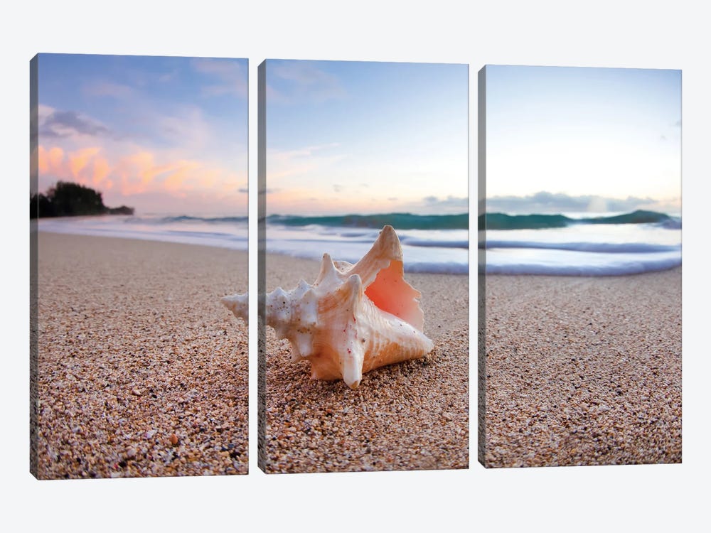 Shell Surprise by Sean Davey 3-piece Canvas Wall Art