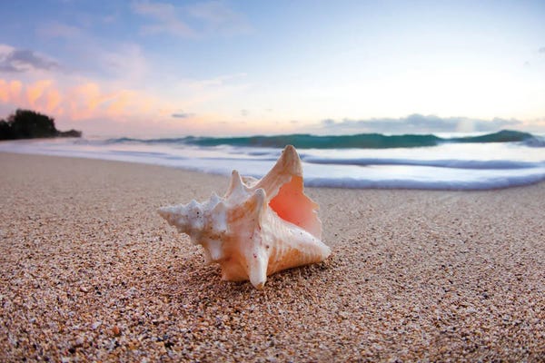 Sean Davey: Shell Surprise by Sean Davey