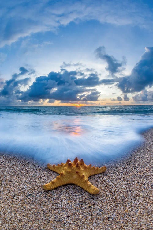 Starfish Sea Foam