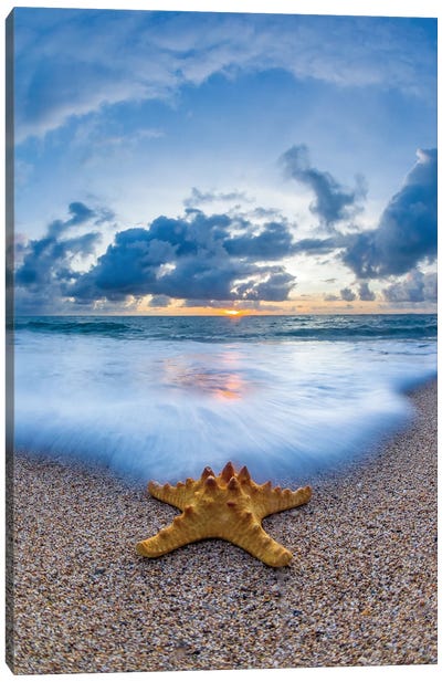Starfish Sea Foam Canvas Art Print - Still Life Photography