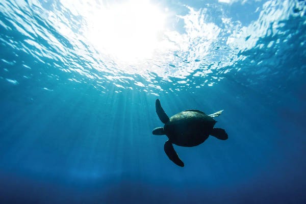 Sean Davey: Sun Burst by Sean Davey