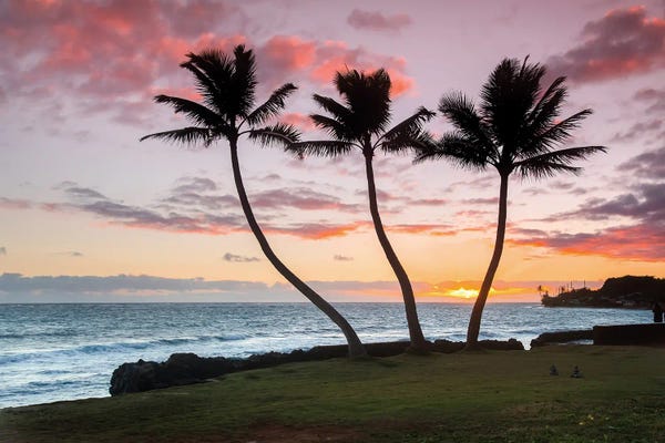 Sean Davey: Thrre Palm Sunrise by Sean Davey