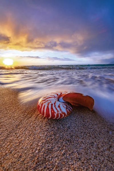 Tiger Nautilus by Sean Davey framed wall art