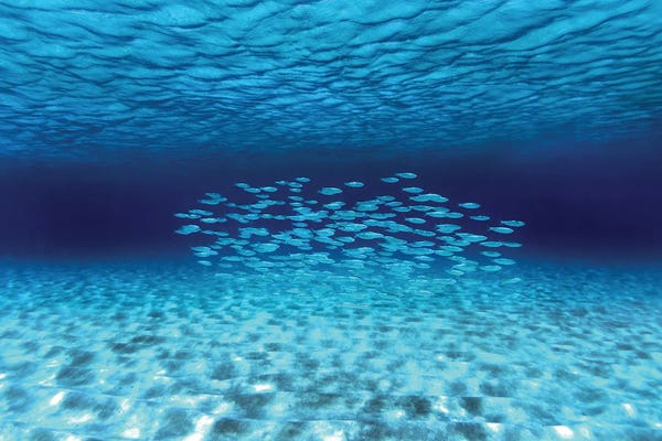 Sean Davey: Together Alone by Sean Davey