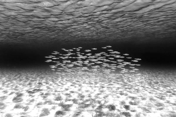 Sean Davey: Together Alone Bw by Sean Davey