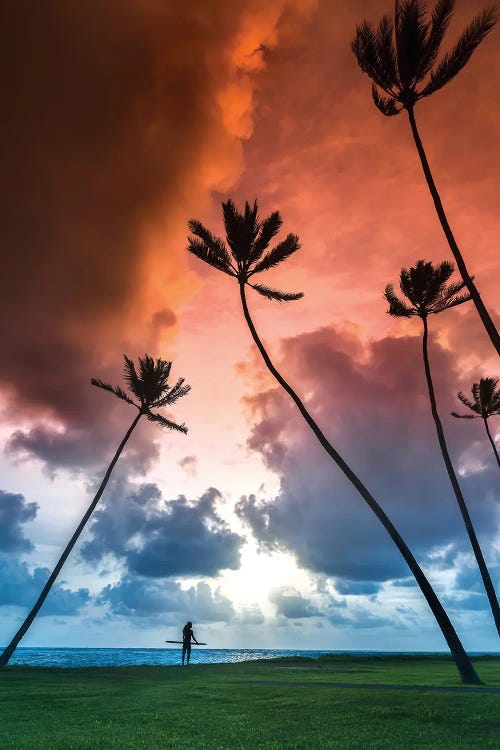 Towering Palms by Sean Davey wall art