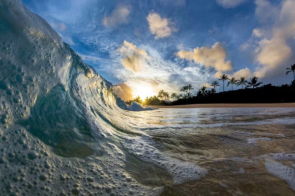 Sean Davey: Tropical Tickle by Sean Davey