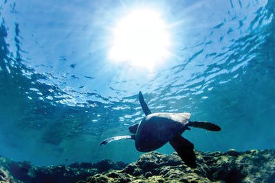 Turtles View by Sean Davey multi panel art