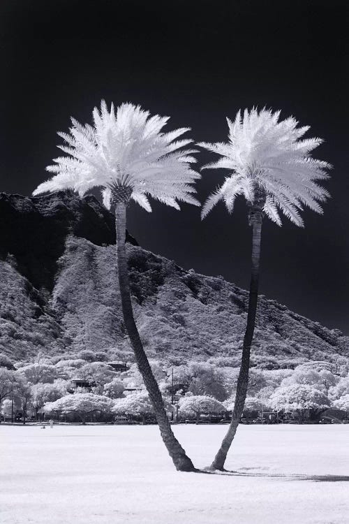 Twin Palms