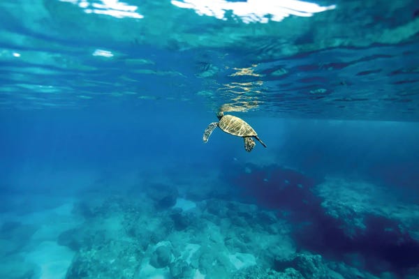 Sean Davey: Up For Air by Sean Davey