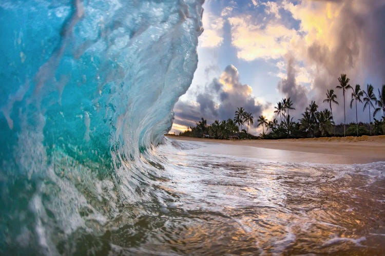 Blue Curl Palms