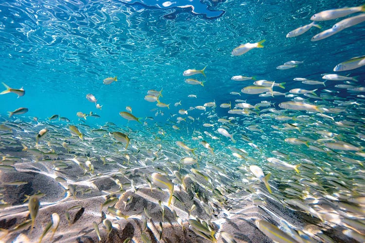 Waimea Fish School