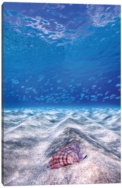 Waimea Shell Canvas Art Print - Sean Davey
