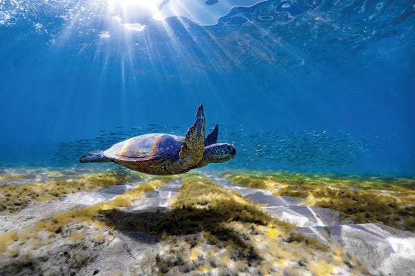 Sean Davey: Waimea Turtle Glide by Sean Davey