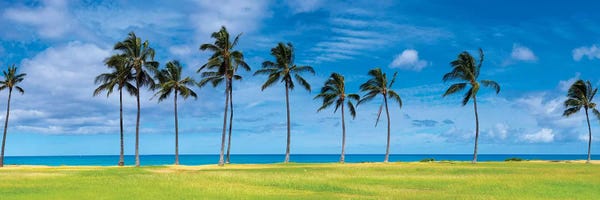 Sean Davey: West Palms by Sean Davey