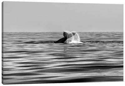 Whale-Of-A-Tail In Black And White Canvas Art Print - Sean Davey