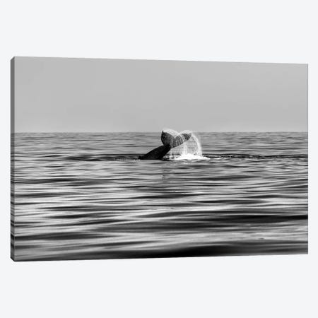 Whale-Of-A-Tail In Black And White Canvas Print #SDV262} by Sean Davey Canvas Art Print