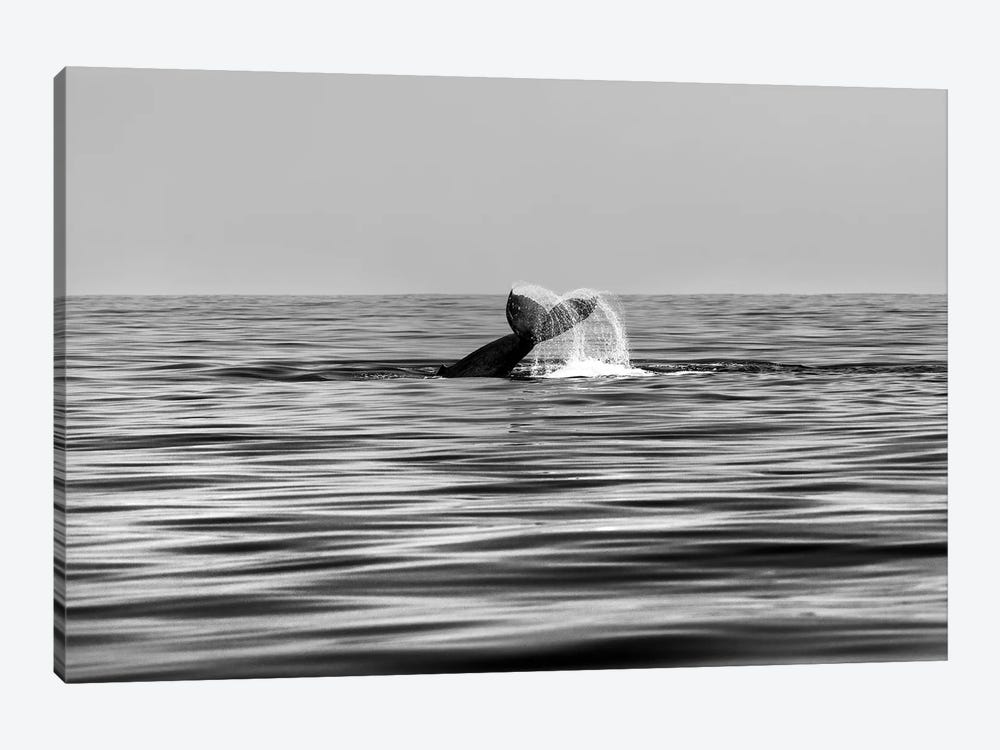 Whale-Of-A-Tail In Black And White by Sean Davey 1-piece Art Print