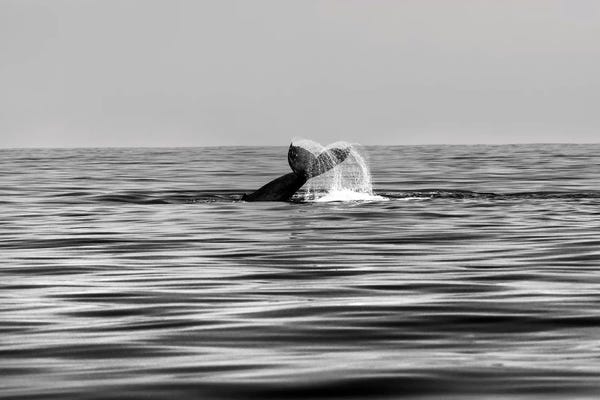 Sean Davey: Whale-Of-A-Tail In Black And White by Sean Davey