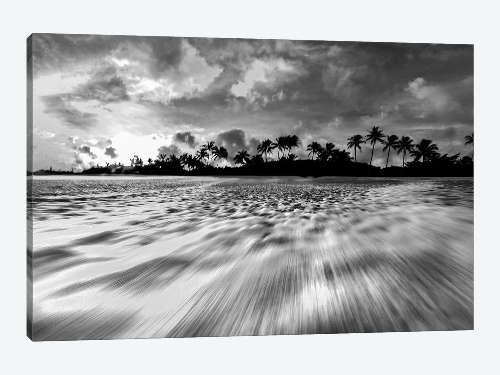 Coconut Rush In Black And White by Sean Davey 1-piece Canvas Art