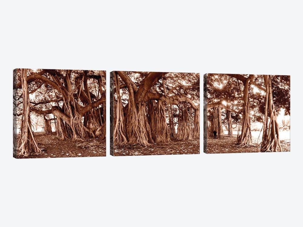 Coppertone Banyon Tree by Sean Davey 3-piece Canvas Artwork
