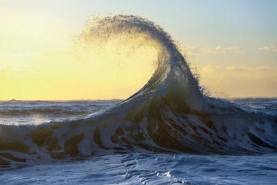 Alfalfacurl by Sean Davey art print