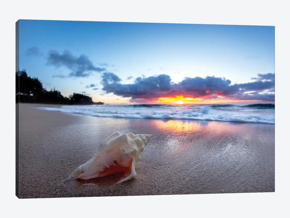 Break Of Day Shell by Sean Davey 1-piece Canvas Print