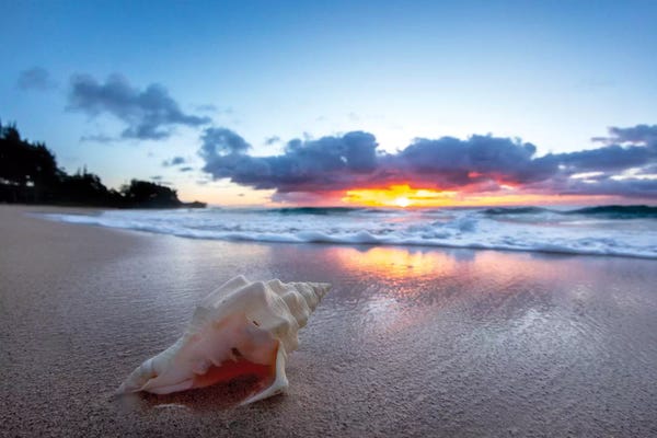 Sean Davey: Break Of Day Shell by Sean Davey