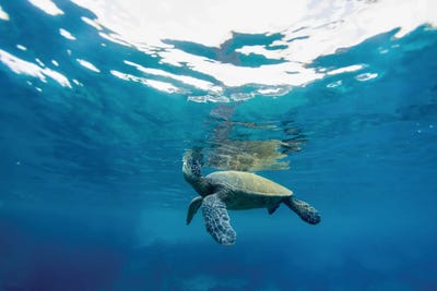 Breathing Turtle by Sean Davey art print